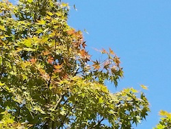 12115910_1675382696038396_415442161047417369_n.jpg